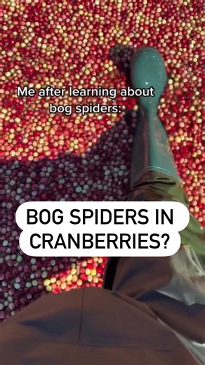 in honor of spooky season #interestingfacts #funfacts #edutainment #infotainment #science #spiders #ideasoup | Idea Soup