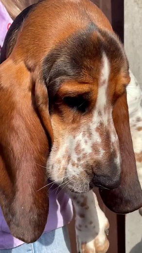 Interesting Facts About Basset Hounds | Big Iron Dog Video