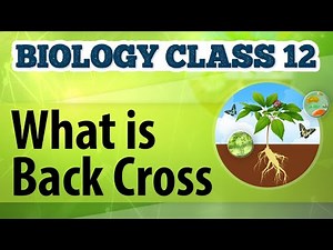 What Is Back Cross - Genetic Basis of Inheritance - Biology Class 12