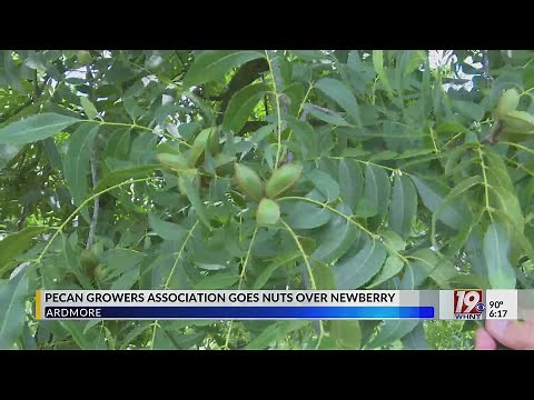 Alabama Pecan Growers Association Visits Local Orchard