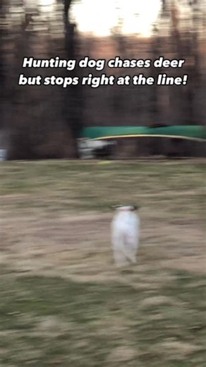 48K views · 81 reactions | This English Pointer has room to freely roam the yard but knows exactly where to stop chasing the deer 歷 | Invisible Fence Brand | Facebook
