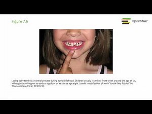 OpenStax Lifespan Development Chapter 7 (Lecture): Physical & Cognitive Dev. in Middle Childhood