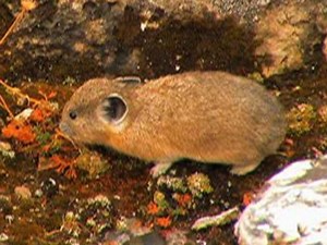 Your Hamster May Have Surprising Origins