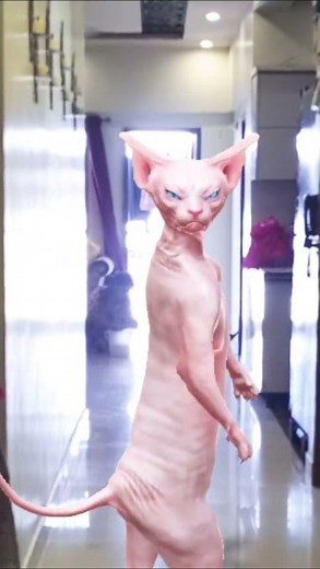 Sphynx Cat Dance Show 😹 | The Cutest Hairless Cat Ever 💃