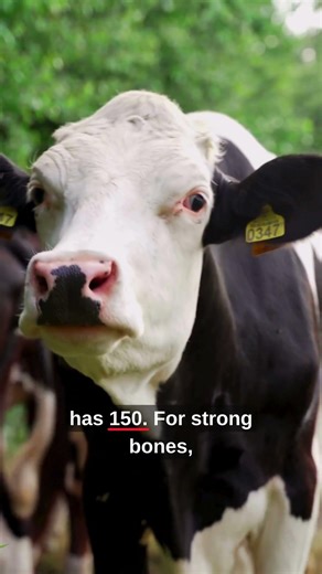 Almond Milk vs Cow's Milk: Which Is Actually Healthier?