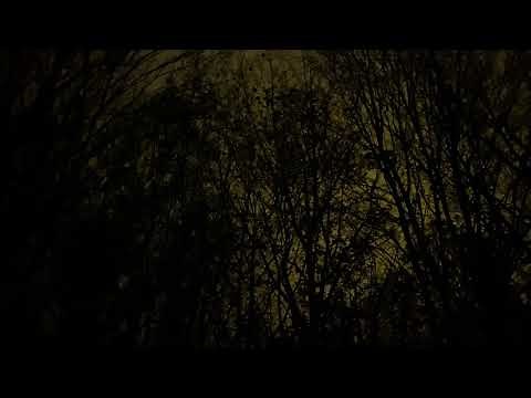 Crow Sounds at night with Church Bells