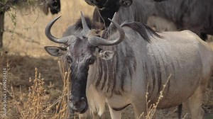 Wildebeest migration in Africa. Close up look at a Gnu. Black wildebeest or white-tailed gnu (Connochaetes gnou) is one of two closely related wildebeest species. Stock Video