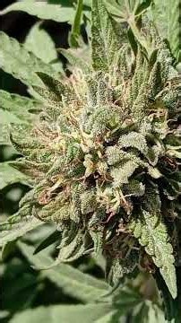 Tropicana 🍊🌿 El Corte Próximo Revela Sus Tricomas Aspectos Biológicos.