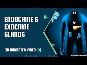 Endocrine & Exocrine Glands Human Body | 3d Animated Video | Biology | Science