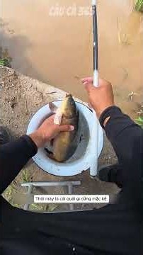 Lên hàng thủy quái Trê khủng cắn câu! #cauca #fishing #caucathugian