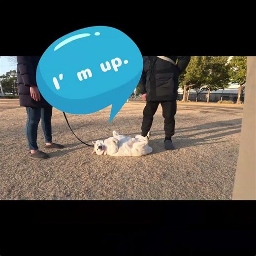 柴犬ちゃこの友だちはとっても愉快な白柴くんで、特技はヘソ天！#shorts #柴犬 #shibainu #ヘソ天