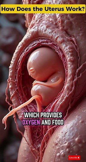 How Does the Uterus Work? | Baby’s First Home Explained