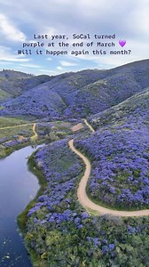 156K views · 3.1K reactions | California lilac, or ceanothus, was all...