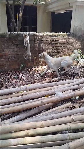 Dog Steps In as Two Cats Argue #catanddog #animalbehavior #petmoment #catshorts #yotubeshorts