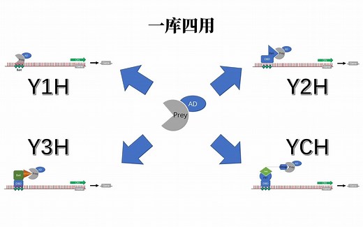 一库四用-构建一次cDNA酵母文库实现多种应用场景