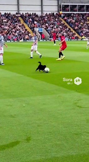 cat vs pro #soccer | Crush Asmr