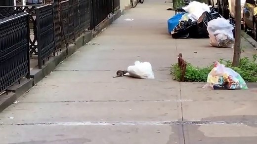 Pizza rat returns: NYC's newest pizza-loving rodent captured stealing entire pie