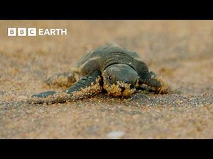 Baby Turtles Try to Survive Against All Odds | Hidden India | BBC Earth