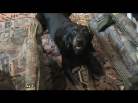 Hank the Black and Tan Coonhound Howls and Barks