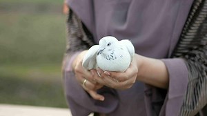 girl holding pigeon birds in nature in afternoon