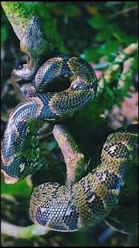 Inside the Amazon Jungle: Deadliest Snakes and Wild Animals #amazonjungle