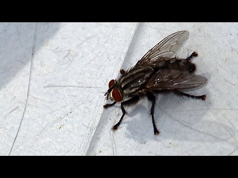 ハエの動画