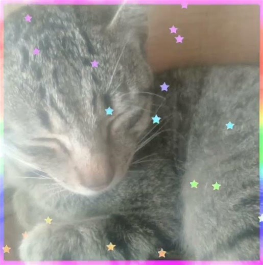 Cats edit | my cat | (pixel pig)