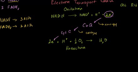 Electron transport chain