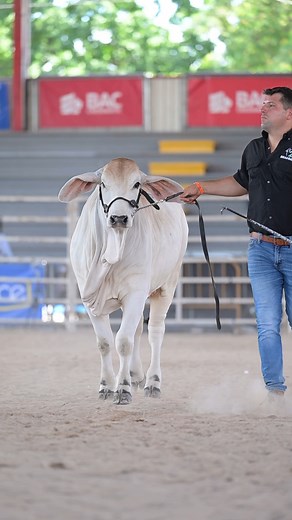 JDH Bulls and Females dominated at the 2023 Expo Liberia, Costa Rica! Producing eight Division Champions or Reserve Champions and 17 Class Champions or Reserve Class Champions. Congratulations to all breeders leveraging JDH Genetics around the world! Make sure to stop by the JD Hudgins booth at Houston and attend the Wine Down on March 2nd at JDH Sale pens! | The Brahman Journal