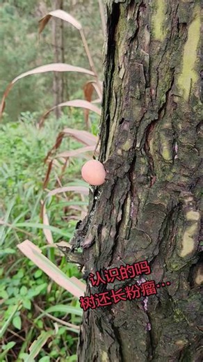 #真实生活分享计划 #树上的菌类 #长满菌子的树 🌳 树干上的“粉色小球”是什么？ 这是一种生长在枯木/树干上的真菌（黏菌），从形态和生长环境来看，最可能是粉瘤菌（也叫树胶菌，学名 Lycogala epidendrum），也常被俗称为“狼奶”或“树瘤菌”。 🔍 它的特点与小知识 1. 形态特征新鲜时呈近球形，颜色多为粉红色、淡肉色，表面带有细微纹理，成熟后会逐渐变为灰褐