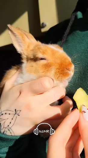 sleep 💤 #rabbit #asmrsounds #asmrrabbit #asmr #rabbiteating #visualasmr