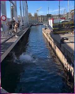 4.6M views · 31K reactions | Hilarious 藍 | Quincy | Facebook