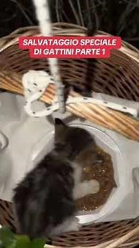 SALVATAGGIO SPECIALE GATTINI PT.1