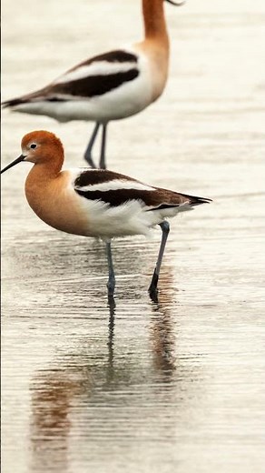 The American Avocet: Nature's Coolest Bird