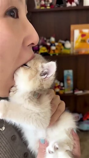 Random videos on Dailymotion internet