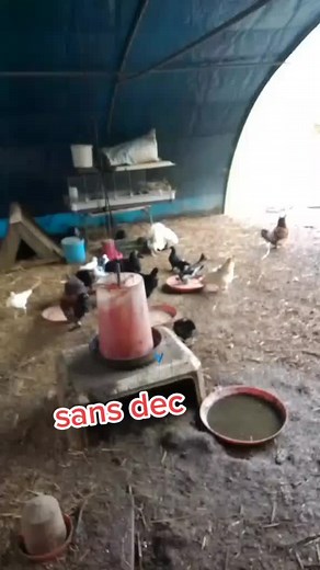 #reproduction #coq #poule #accouplementpoule