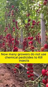 110K views · 1K reactions | Tips to eliminate leaf-biting pests on vegetables #gardening #garden #gardeningtips #gardenlife #gardeninspiration #gardenideas #gardenlove #gardendesign #gardenersofinstagram #gardenersworld #garden_styles #gardenphotography #gardenlovers #gardenerslife #gardenart #gardenbeauty #gardensofinstagram #gardenplants #gardenviews #gardenersparadise #gardenista #gardeningcommunity #gardenloversclub #gardenaddict #gardeners #gardenerslife | Gardening Lover | Facebook