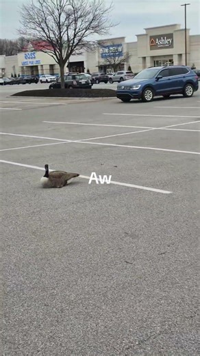 Goose Mateing season so yeah