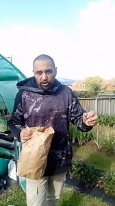 #egg shell's good form of calcium helps your #plants be a bit more #robust and a little bit more resistant against disease and #bugs and leave curling blossom endroot and splitting every tomatoes you know what's good #free plant food #letsgrow | Porkypig Hawira