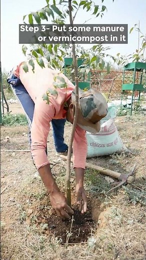 How to use dried leaves for mulching?