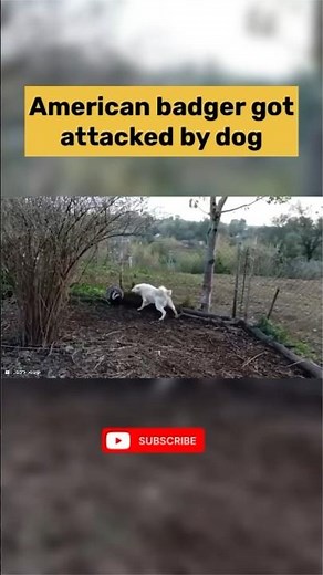 American Badger vs Dog fight #animals #wildlife #nature #animalhub #wildanimals #badgers #dog #short
