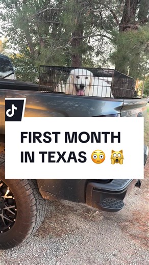 Animal Rescue Journey: One Month in Texas