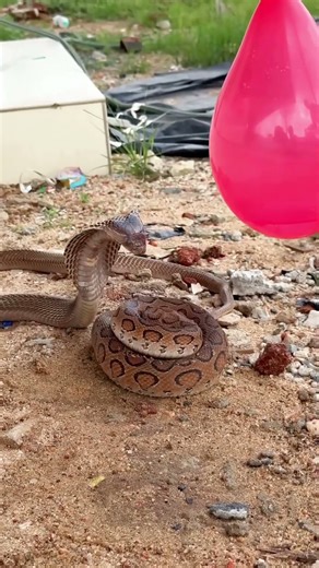 Cobra vs Viper – Intense Snake Battle Caught on Camera! #shorts #snake #snacks #wildlife #ytshorts