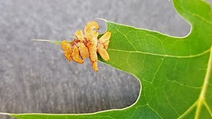 Get a rare look at Maine's 9-legged 'alien' caterpillar