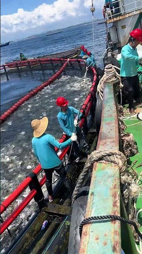 Live Harvest Loading | Fresh Golden Pomfret Supply | Direct Farm Shipment | Wholesale Export