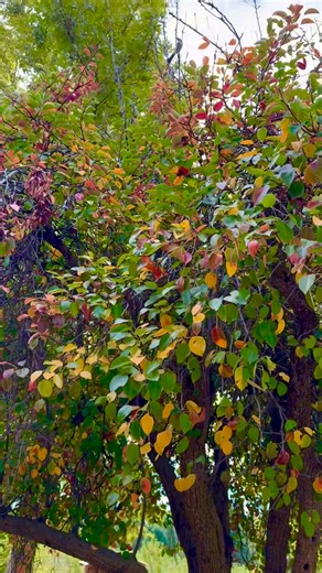 I just want to sit under these trees & watch the leaves fall 🍃🍁🍂🍎 #danimchalloween #fall #autumn #foliage #foliageseason | Dani Danger