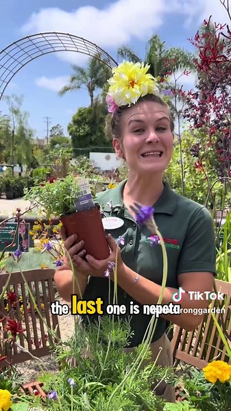 Plantas repelentes de mosquitos para tu jardín