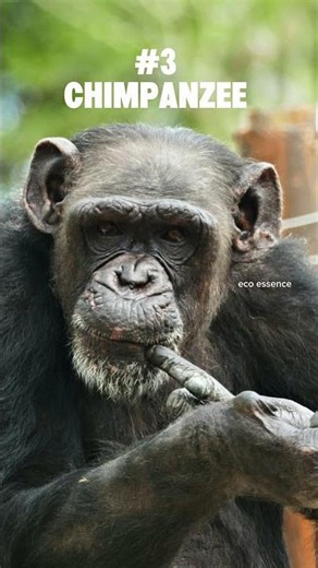 Top 10 Smartest Animals in the World 🧠🐾