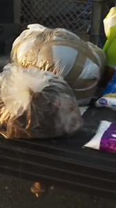 25K views · 542 reactions | Unlawful bear baiting | Super18 | Facebook