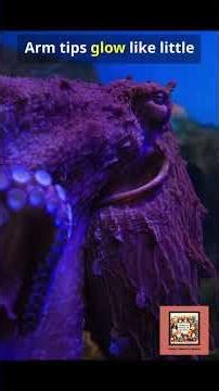 This ‘Vampire’ Doesn’t Hunt It Glows #vampire #animals #facts